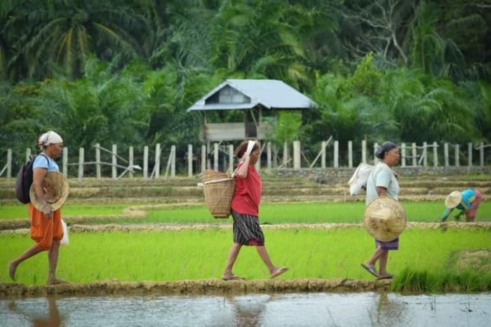 Versi BPS, Indonesia Kehilangan 2,35 Juta Unit Usaha Pertanian 