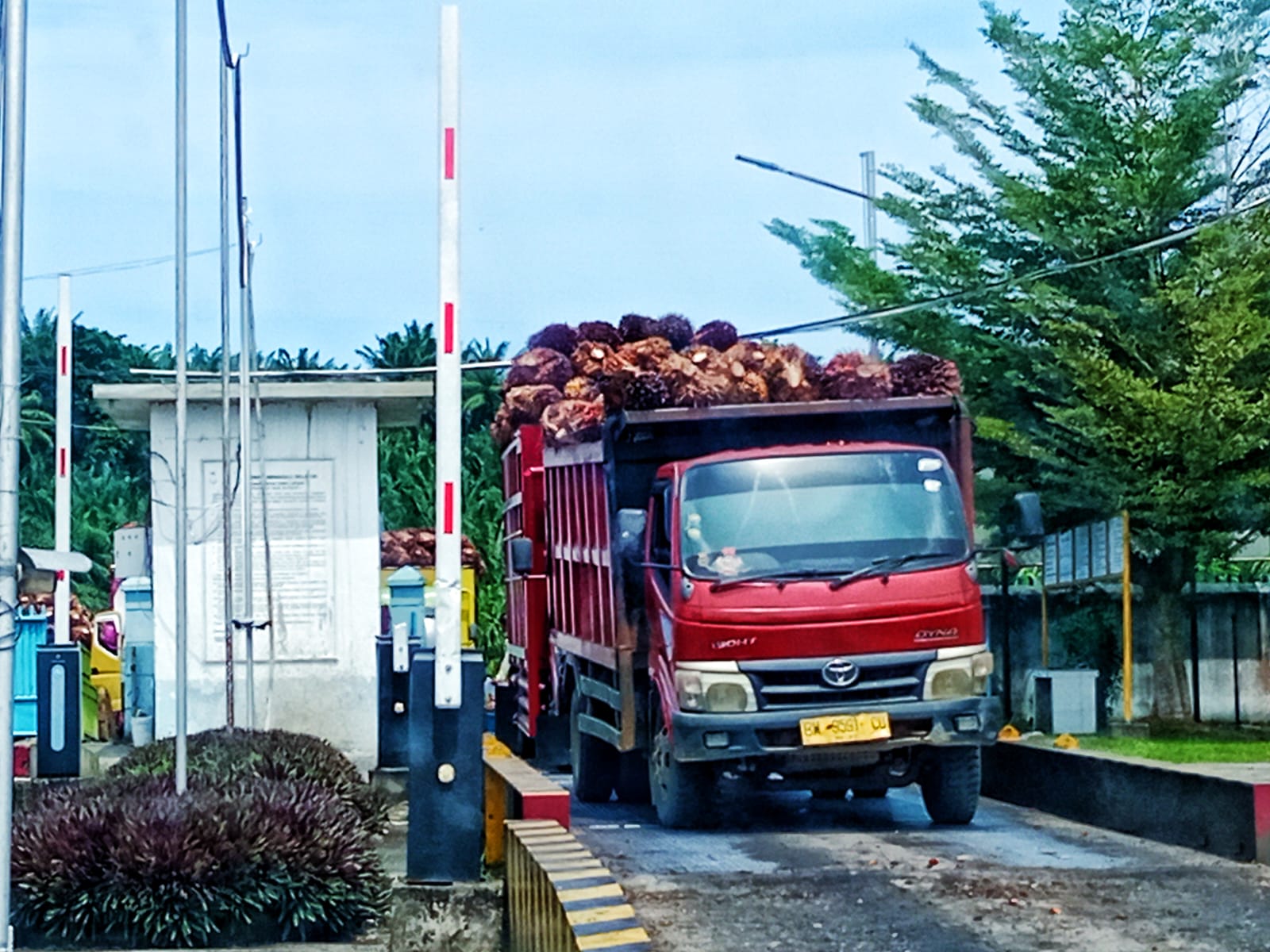 Harga TBS Sawit Kembali Turun, Kini di Kisaran Rp2.500–Rp2.600 per Kilogram