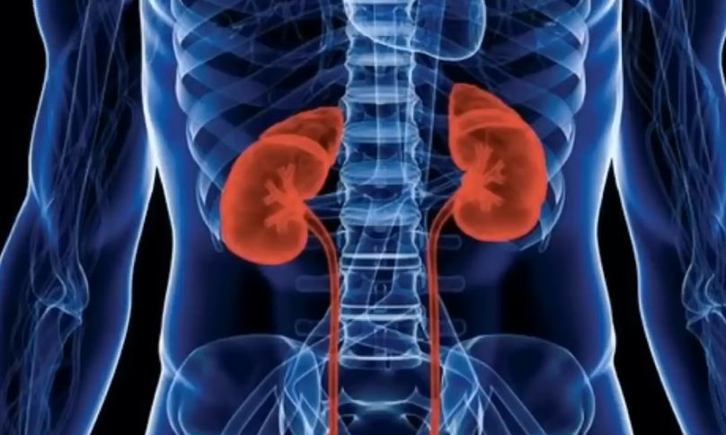 10 Kebiasaan Sehari-hari yang Diam-diam Merusak Ginjal, Waspadai Sebelum Terlambat