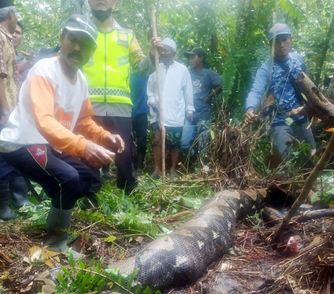 Pamit Nyadap Karet Seorang Wanita Ditelan Ular Piton