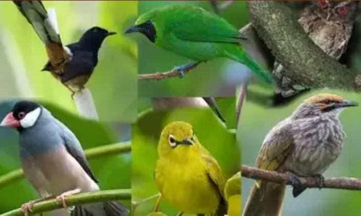 Kicau Mania Wajib Tahu! 15 Jenis Burung Kicau Dilindungi Ini Masih Banyak di Bengkulu, Berikut Daftarnya