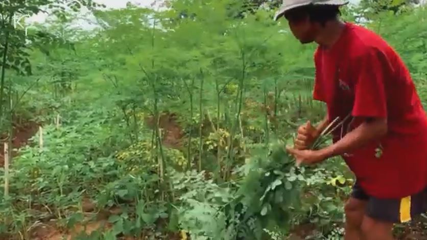 Bukan Hanya untuk Kesehatan Manusia, Daun Kelor Juga Bermanfaat untuk Tanaman