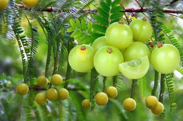 7 Manfaat Buah Amla untuk Kesehatan 