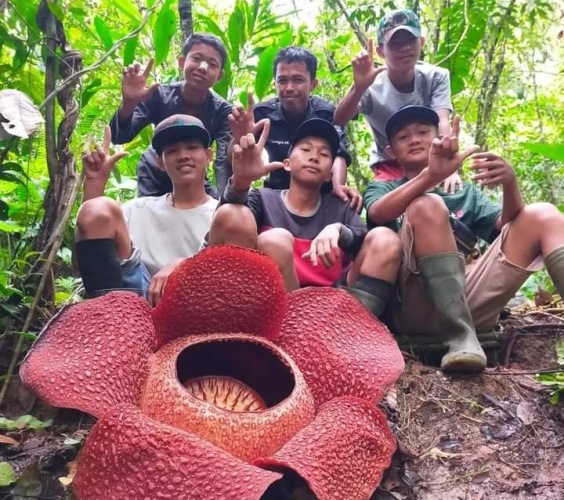 Bunga Rafflesia Mekar Sempurna di Batu Ampar
