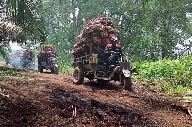 Motor Honda Supra Memang Tangguh, Bisa Tarik Beban 1 Ton, Cocok Untuk Langsir Sawit