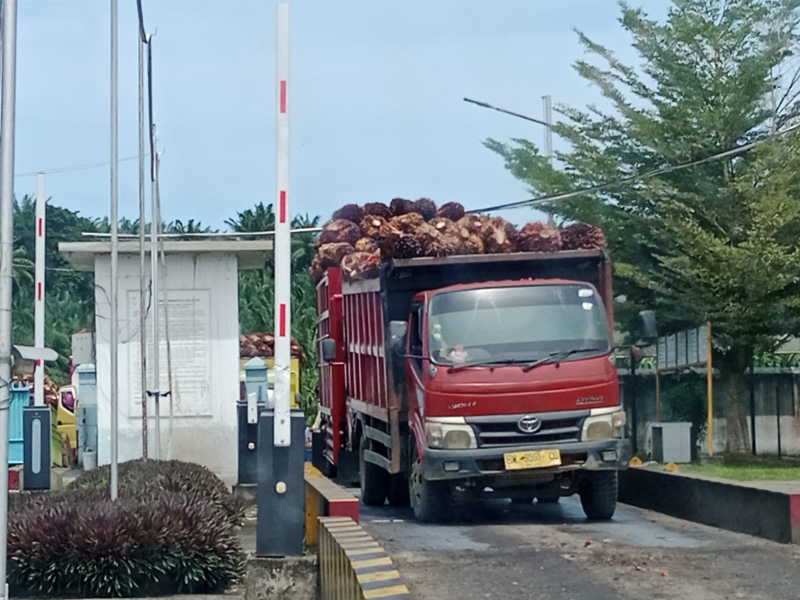 Harga TBS Periode April Rp3.463 Per Kilogram