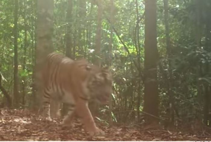 Harimau Sumatera yang Meneror Warga Sebilo dan Kota Bumi Masih Berkeliaran, Ukurannya Mirip Sapi