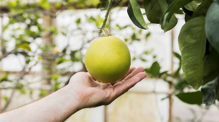 Jarang Diketahui! Ini 8 Manfaat Tersembunyi Jeruk Bali untuk Kesehatan