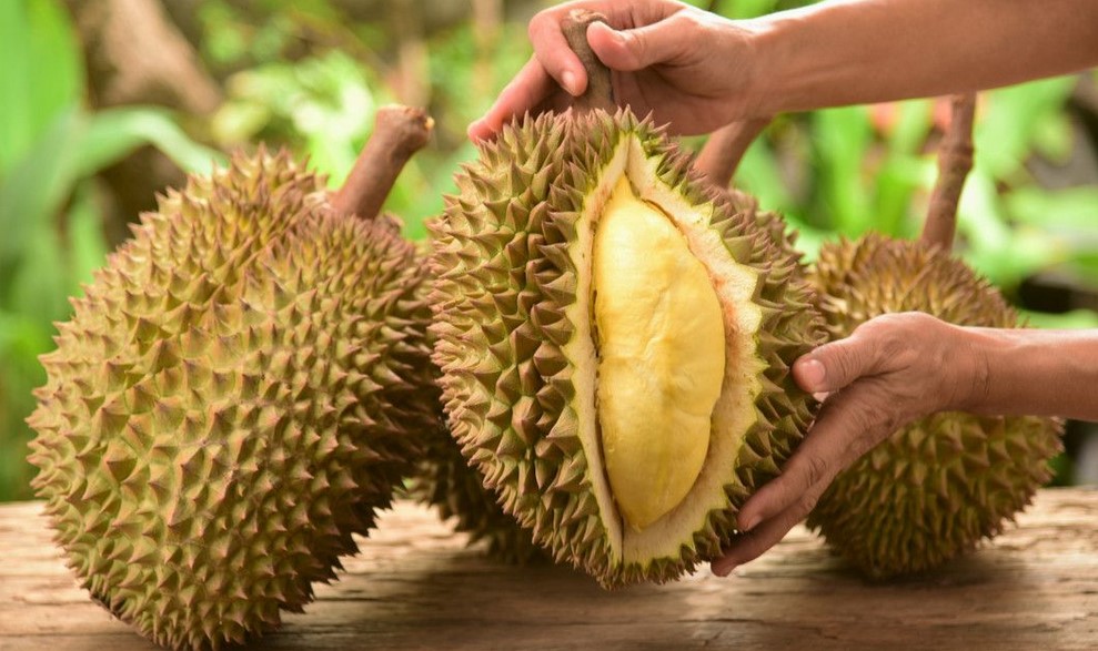 Mengapa Buah Durian Memiliki Aroma yang Menyengat?