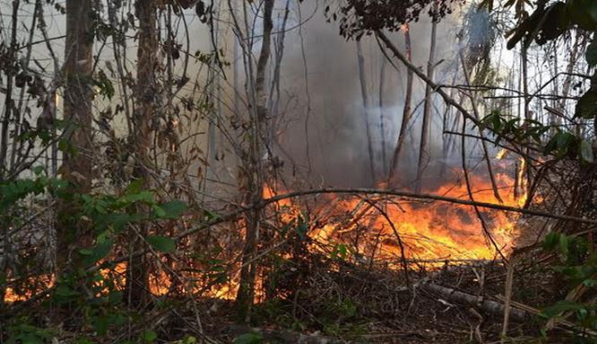 El Nino Berkecamuk di Bengkulu, 28 Hektar Hutan dan Lahan Terbakar, 3.939 hektar Sawah dan Jagung Kekringan