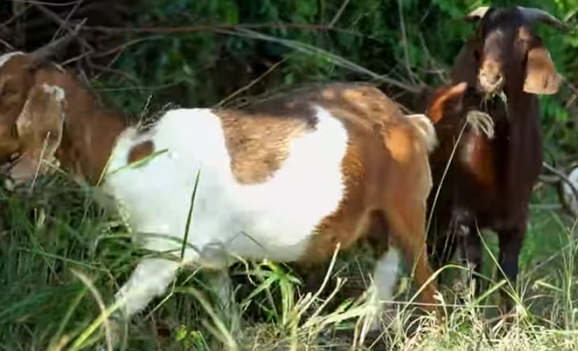 Rahasia Para Jagal, Daun Ini Bisa Hilangkan Bau Amis Daging Kambing, Cukup Dibuat Alas Saat Memotong