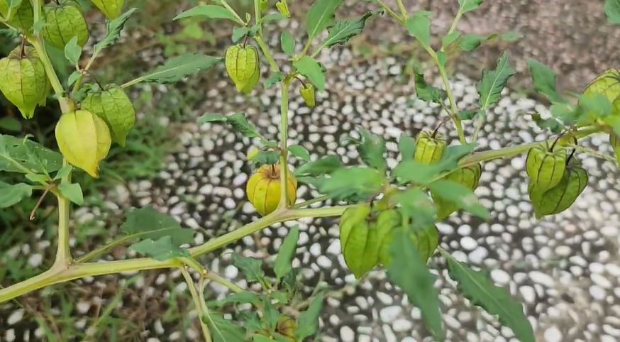 Dianggap Gulma, Ini Manfaat Buah Ciplukan untuk Kesehatan yang Jarang Diketahui