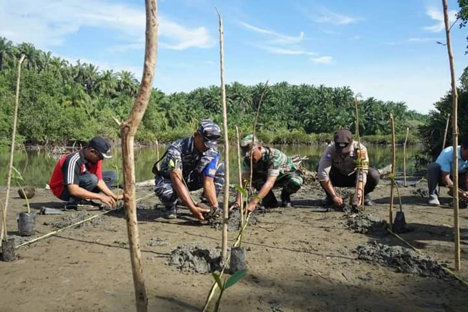 TNI AD dan TNI AL Tanam Ratusan Mangrove di Pesisir Pantai Bengkulu Selatan, Dandim: Jangan Dirusak!!!