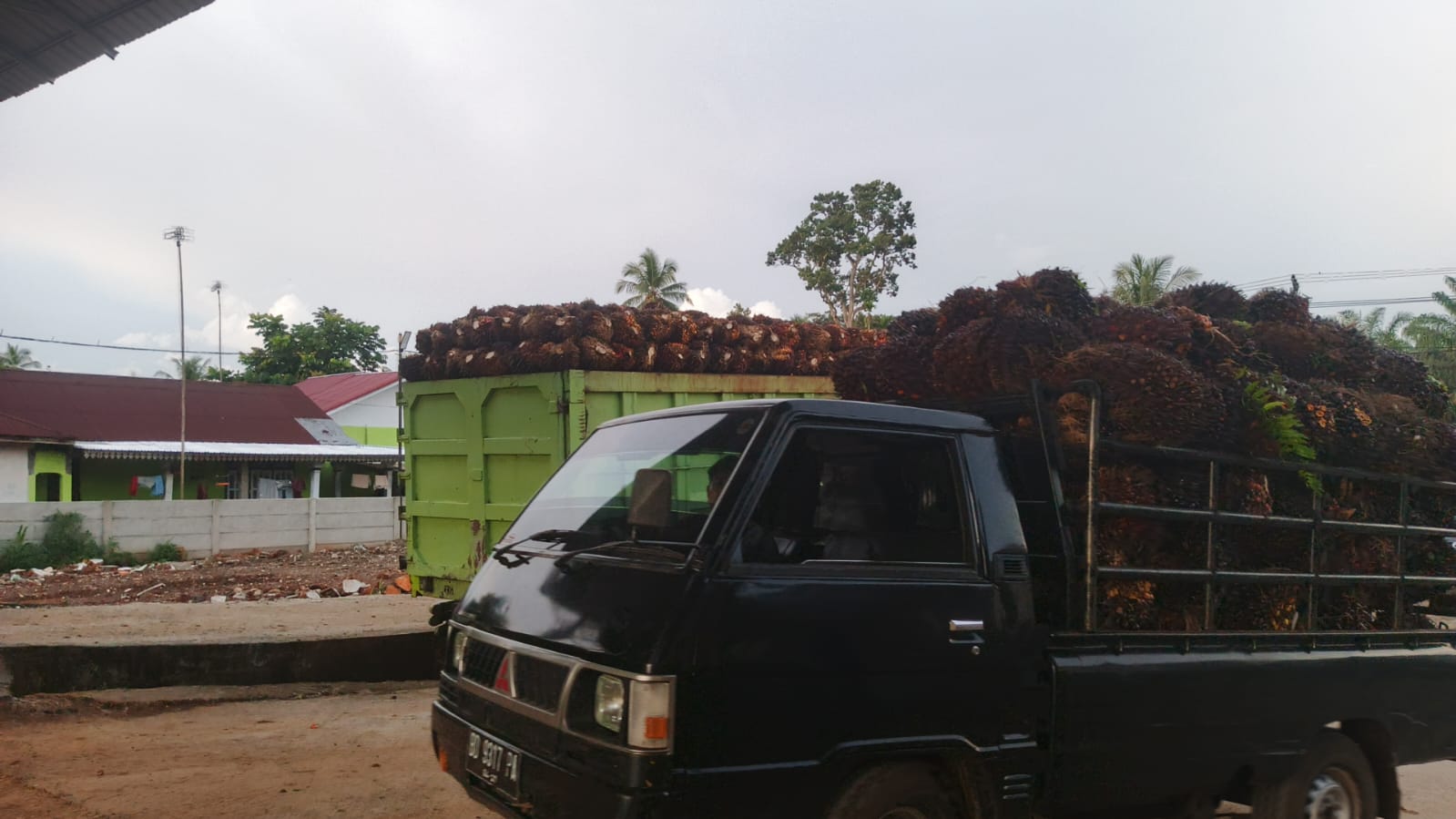 Harga Sawit Tembus Rp3.000/Kg, Petani di Seluma Mulai Bergairah