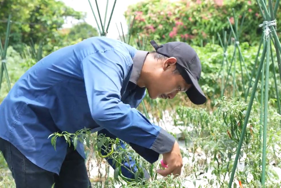 Petani Cabai Tersenyum, IPB Hadirkan Varietas Cabai Keriting Tahan Virus