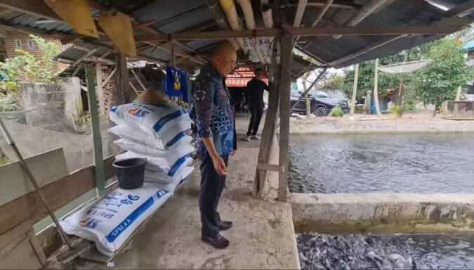 Ikan Nila Bengkulu Selatan Dipasok ke Sumsel dan Lampung, Peternak Mengeluh...