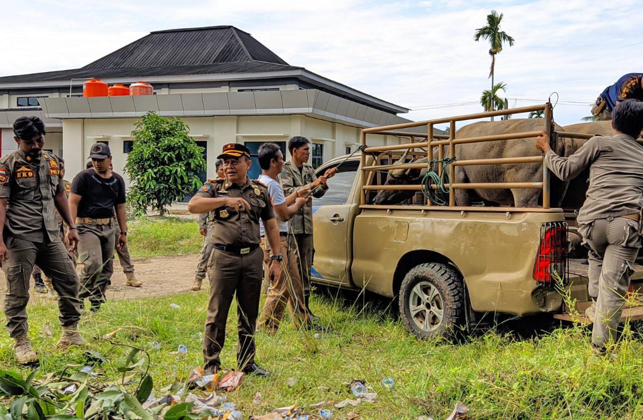 Pemilik 5 Kerbau yang 'Ngantor' di Polres Bengkulu Selatan Dideadline 10 Hari, Jika Tidak...