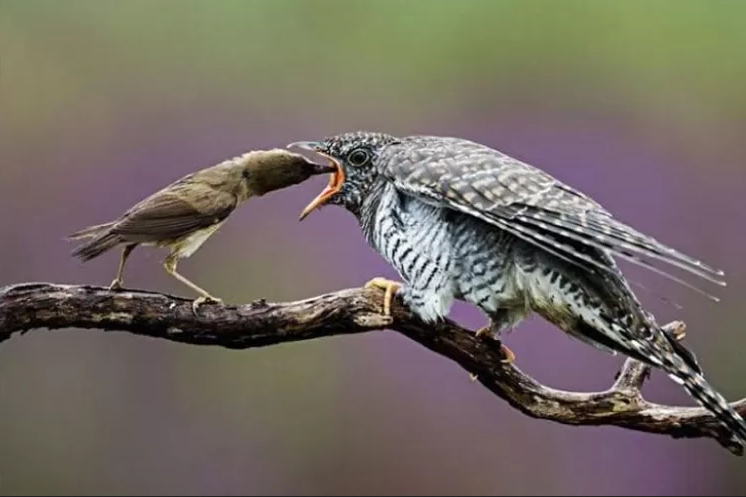 14 Jenis Burung Kedasih: Hewan Licik dan Konon Pembawa Petaka