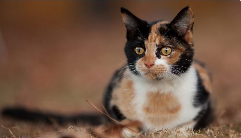Mengapa Kucing Belang Tiga Jantan Jarang Ditemui? Ini Penyebebnya!