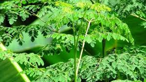 Daun Kelor: Superfood Lokal dengan Segudang Manfaat Kesehatan