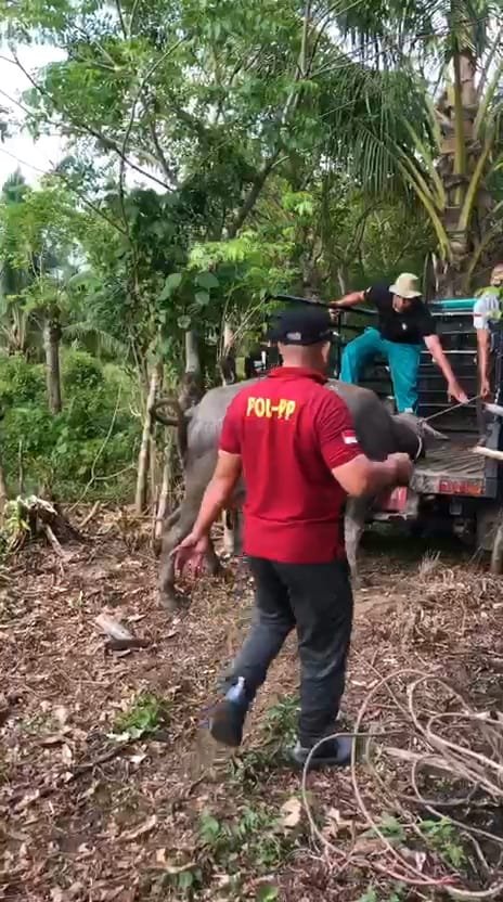 TRC Satpol PP Kaur Amankan Kerbau Perusak Kebun Jagung di Desa Suka Menanti