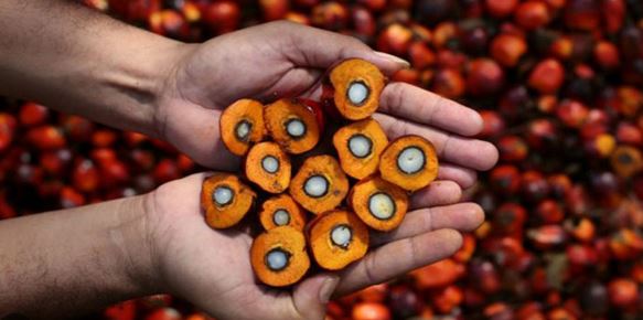 Petani Kelapa Sawit Wajib Tahu, Ini 3 Jenis Sawit Paling Unggul, Buahnya Lebat dan Batangnya Lambat Tinggi