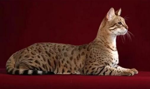 Kucing Ashera Harganya Mencapai 1,43 Miliar, Berikut Fakta Manarik Kucing Ashera