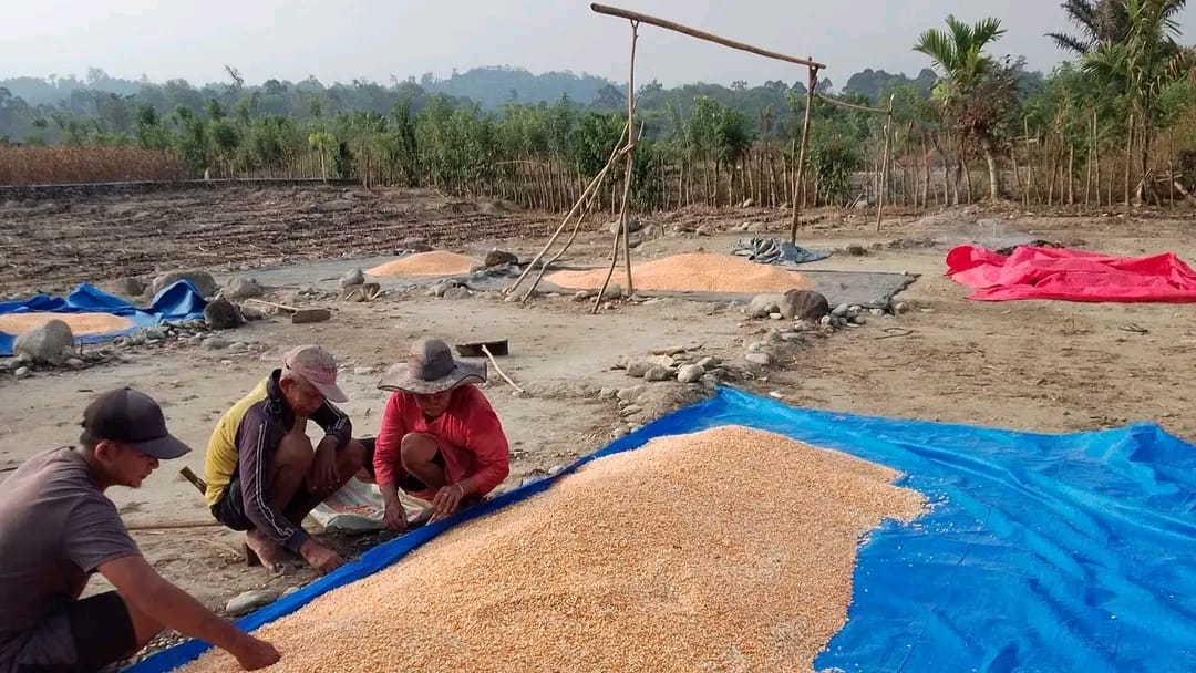 Bantuan Bibit Jagung Disalurkan ke Poktan Bengkulu Selatan 