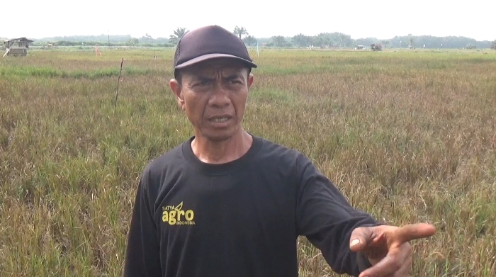 Sebagian Lahan Sawah Petani di Bengkulu Masih Kekeringan, DPRD: Perbanyak Saluran Irigasi