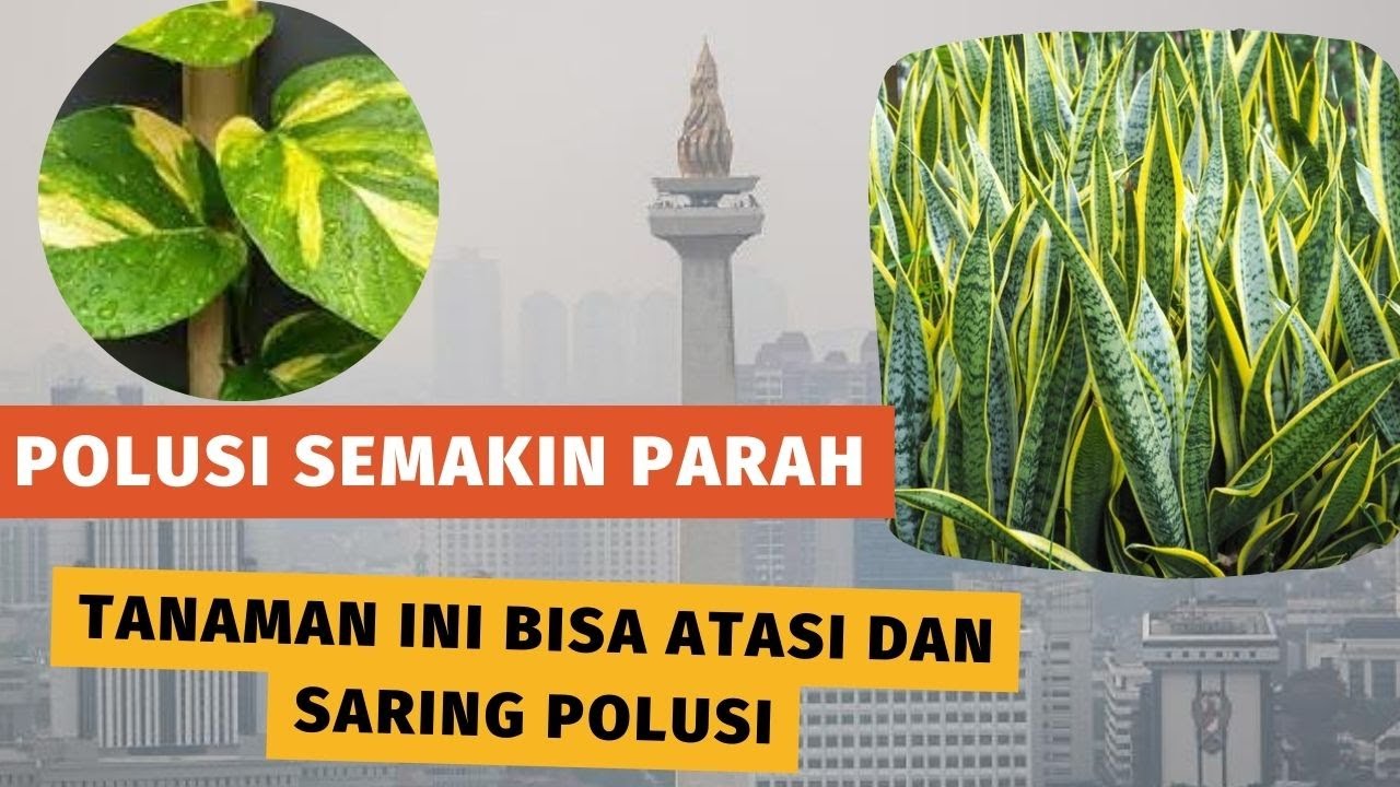 Selain Penghias Rumah, Tanaman Ini Ternyata Sangat Eefektif Penghisap Polusi Udara, Diantaranya Lidah Buaya