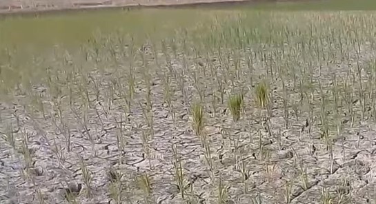 Dampak El Nino dan Kemarau, 5.070 Hektar Tanaman Padi di Bengkulu Terancam Gagal Panen, Ini Rinciannya