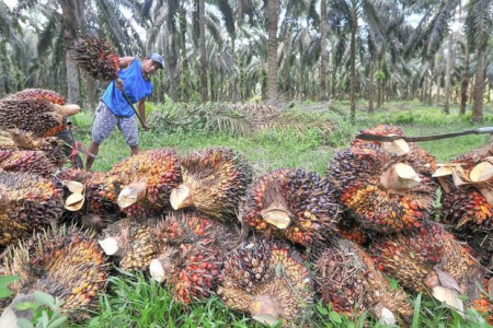 Kabar Baik! Petani Sawit Dapat Tambahan Dana Peremajaan, Pemerintah Naikkan Alokasi Replanting Jadi Rp 60 Juta