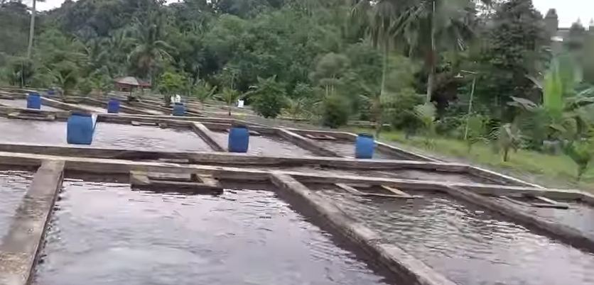 Peluang Bisnis Kelas Kakap di Bengkulu, Belum Ada Saingan,  Dijamin Untung Miliaran