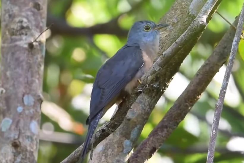  5 Mitos Suara Burung Kedasih, Nomor 3 Bikin Merinding