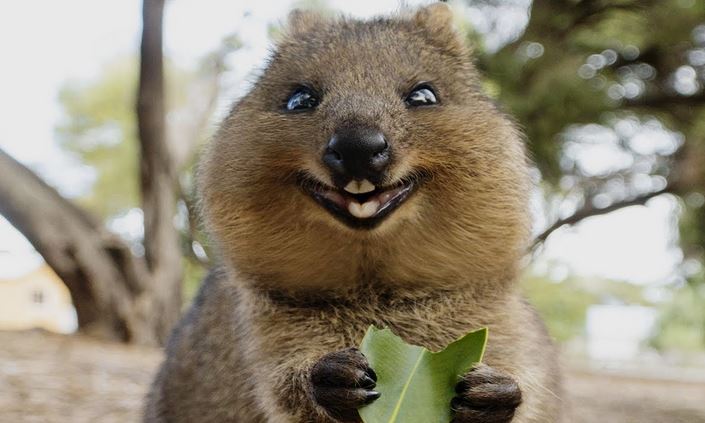 Fakta Menarik Quokka, Hewan Ramah dan Murah Senyum Asal Australia yang Hampir Punah