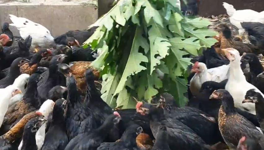 Beternak Ayam Kampung atau Ayam Ras! Mana yang Menguntungkan