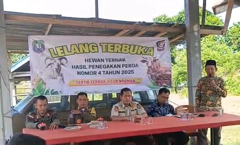 Satpol PP Kaur Siapkan Insentif hingga Rp500 Ribu bagi Warga yang Amankan Ternak Liar