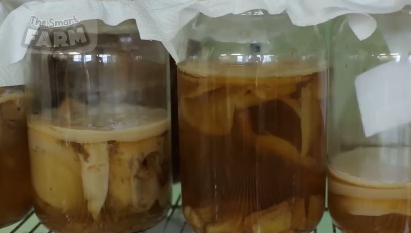 Manfaat Kombucha, Teh Fermentasi yang Unik dan Baik untuk Kesehatan, Begini Cara Membuatnya 