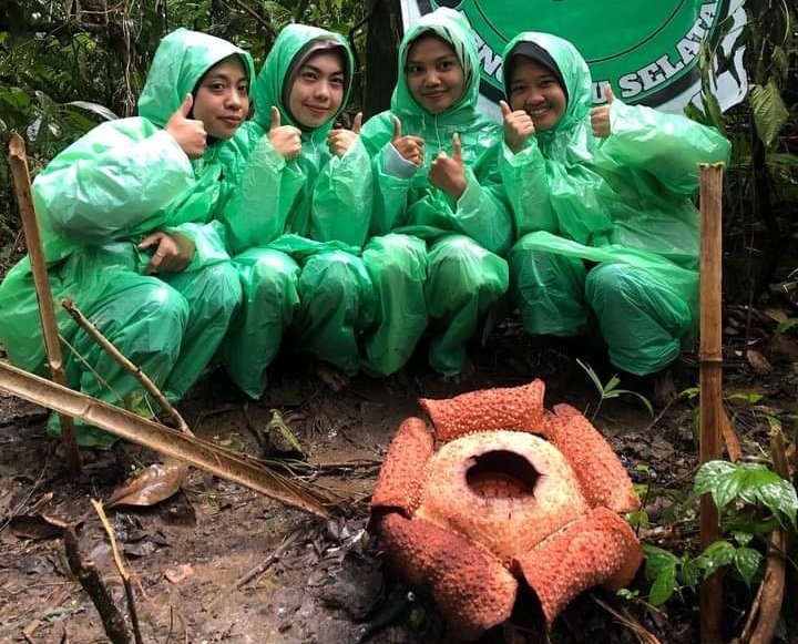 11 Bunga Rafflesia Mekar Sempura di Bengkulu, Warga Desa Kayu Ajaran Ketiban Rejeki