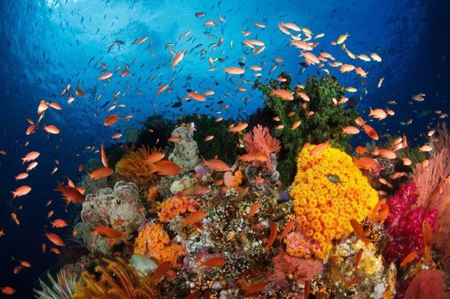 5 Tempat Wisata Bawah Laut Terbaik di Indonesia , Dijamin Bikin Pengunjung Kagum, Ini Daftarnya