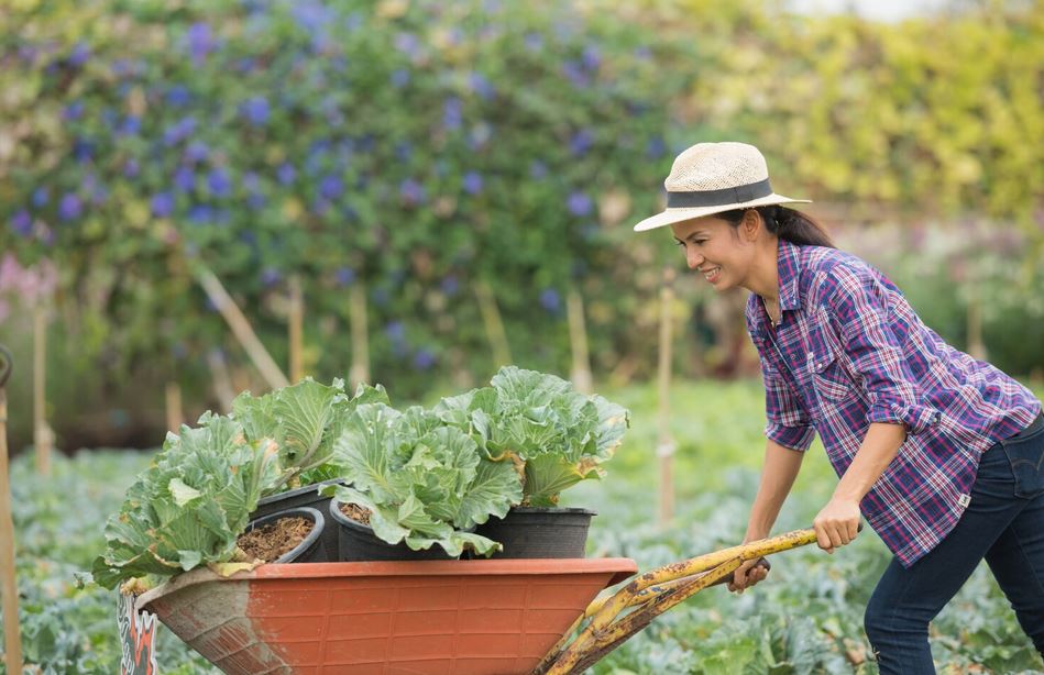 10 Jenis Tanaman Cepat Panen dengan Keuntungan Besar, Cocok Dibudidayakan Pemula