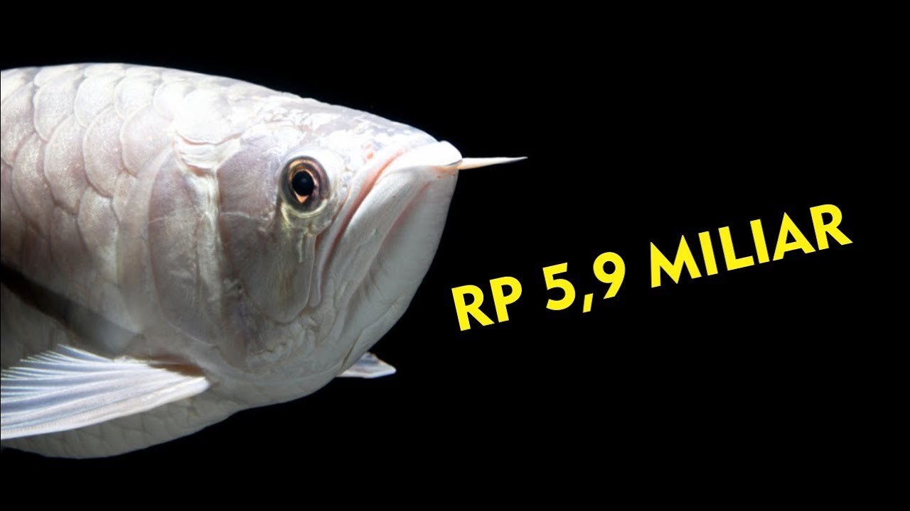 7 Ikan Arwana Termahal di Dunia, Ada Dibanderol Miliaran Rupiah, Anda Punya?
