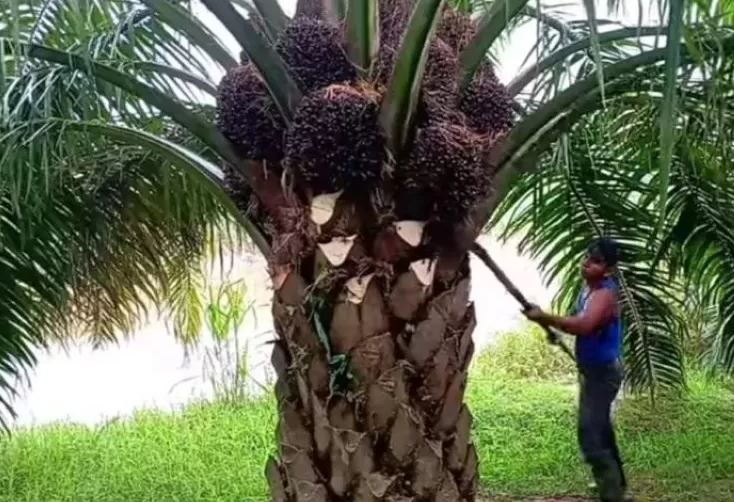 Diduga Ada Makelar Tanah Dibalik Polemik Perkebunan Sawit di Bengkulu Selatan, Jaksa Turun Tangan