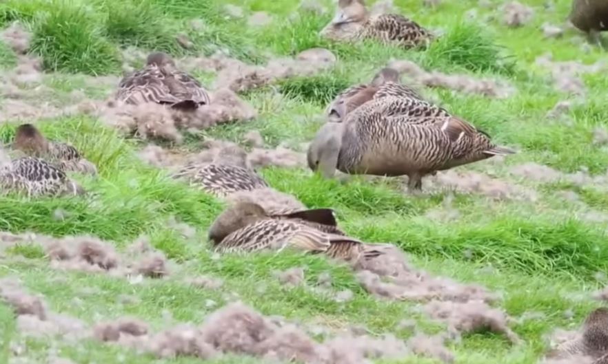 Memelihara Bebek Jenis Ini Dipastikan Kaya! Bulunya Saja Dibanderol Rp 72 Juta per 800 Gram