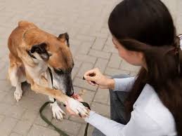 Gigitan Hewan Penular Rabies Meningkat, Stok Vaksin di Seluma Menipis