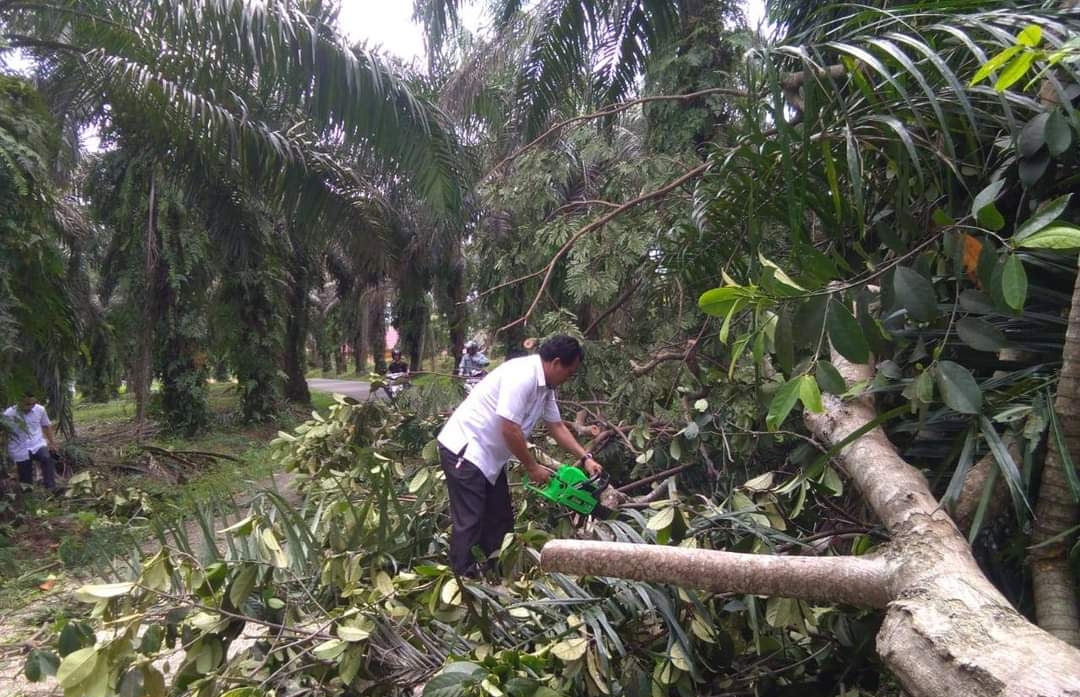 Pohon Tumbang, Dua Rumah di Seluma Jadi Korban
