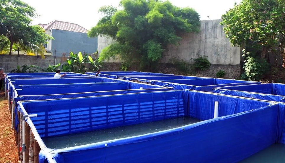 Jenis Ikan Konsumsi yang Paling Mudah Dibudidayakan dan Menguntungkan