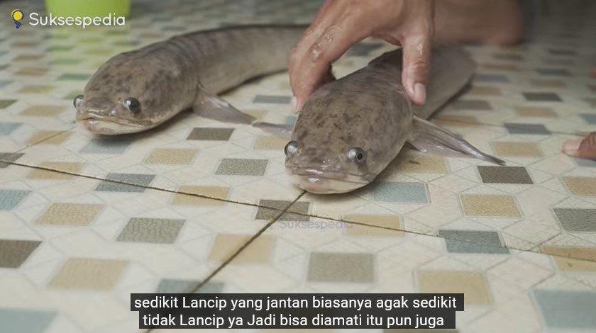 Fakta Unik Ikan Gabus: Hama di Amerika, Berguna di Indonesia, Berikut Kandungan Gizinya