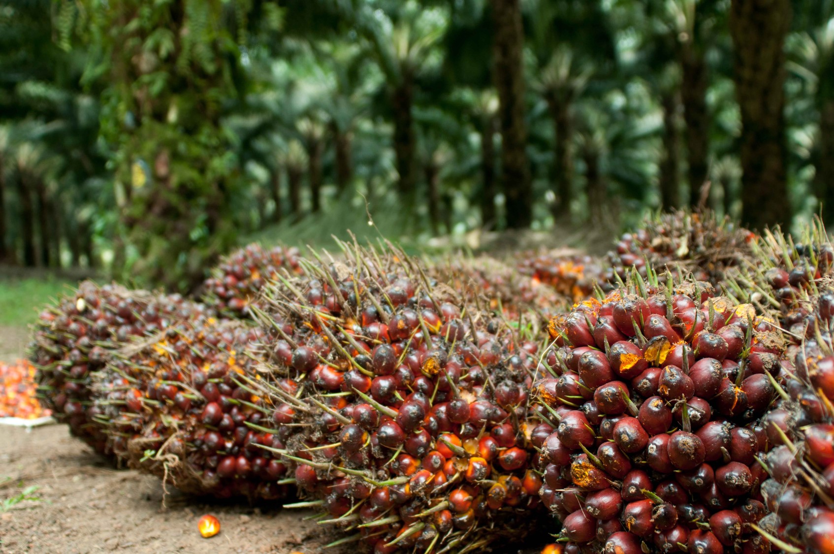 Pemprov Tetapkan Harga Jual TBS Sawit di Bengkulu Rp2.550 per Kg Periode Oktober 2024