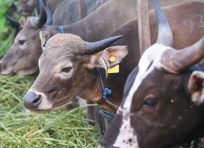 Sebelum Berkurban, Simak 5 Tips Memilih Sapi Sehat dan Berkualitas dari Dokter Hewan